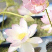 Corsi Principianti Ikebana