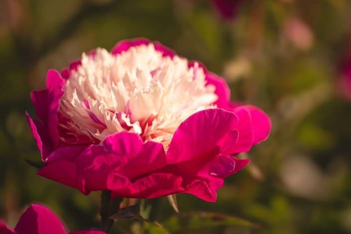 Peonia